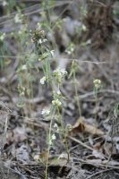 Galeopsis segetum