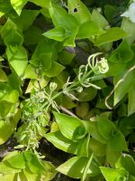 Galium aparine
