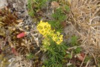 Galium verum