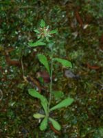 Gamochaeta purpurea