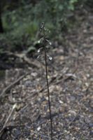 Gastrodia cunninghamii