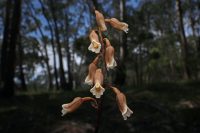Gastrodia sesamoides