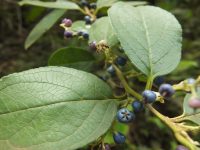 Gaultheria fragrantissima