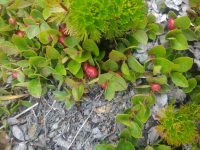 Gaultheria humifusa