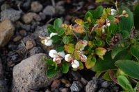 Gaultheria miqueliana