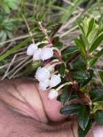 Gaultheria myrsinoides