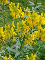 Genista tinctoria