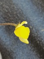 Genlisea pygmaea