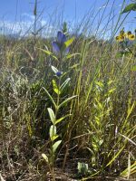 Gentiana andrewsii