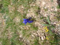 Gentiana decumbens