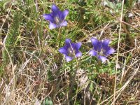 Gentiana pneumonanthe