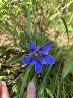 Gentiana puberulenta