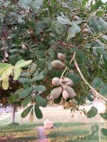 Geoffroea spinosa