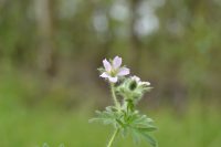 Geranium albicans