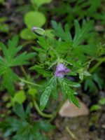 Geranium bicknellii