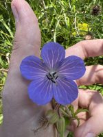 Geranium pratense