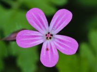 Geranium robertianum