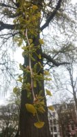 Ginkgo biloba