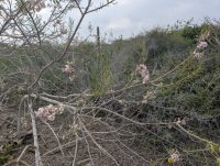 Gliricidia sepium