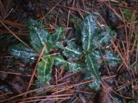 Goodyera oblongifolia