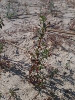 Gratiola pedunculata