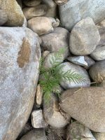 Grevillea robusta