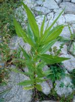 Guizotia abyssinica