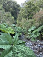 Gunnera tinctoria