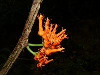 Gurania tubulosa