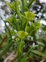 Habenaria petalodes