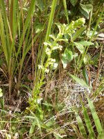 Habenaria pleiophylla
