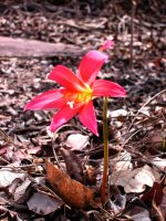 Habranthus maranensis