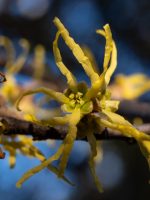 Hamamelis virginiana