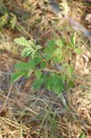 Handroanthus chrysotrichus