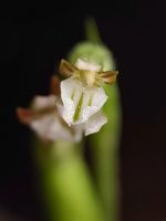 Hapalorchis lineatus