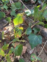 Hedera canariensis