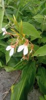 Hedychium spicatum