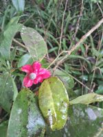 Heisteria perianthomega
