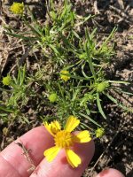 Helenium amarum