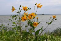 Helianthus doronicoides