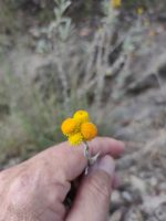 Helichrysum apiculatum