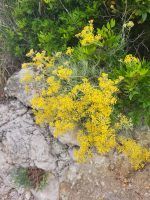 Helichrysum italicum
