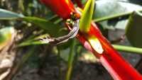Heliconia velloziana