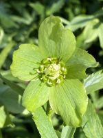 Helleborus viridis