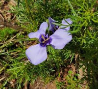 Herbertia darwinii
