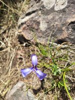 Herbertia pulchella