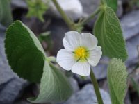 Herissantia crispa