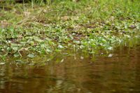 Heteranthera reniformis