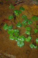Heteranthera reniformis