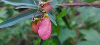 Heteropterys glabra